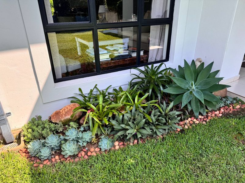 Photo of a succulent flowerbed in a private home in Ballito, Durban, South Africa