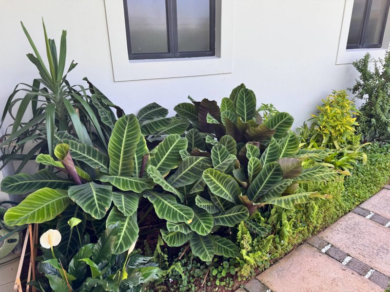 Photo of a indigineous flowerbed in a private home in Ballito, Durban, South Africa