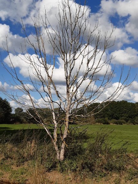 Foto eines Baumes vor markanter Wolkenformation