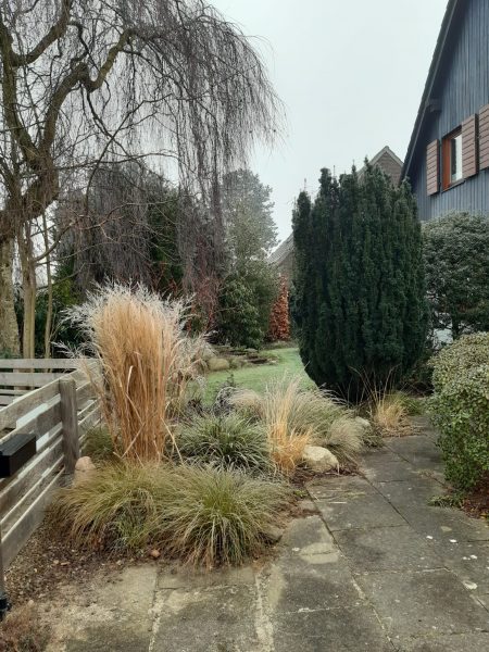 Foto von Gräsern im Vorgarten – eine winterliche Stimmung