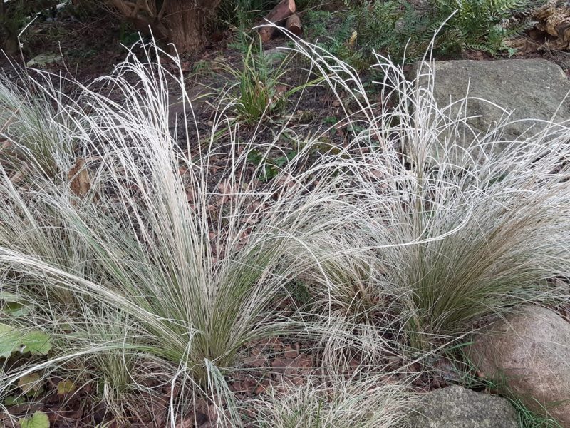 Foto von Gräser im Garten - Winterstimmung