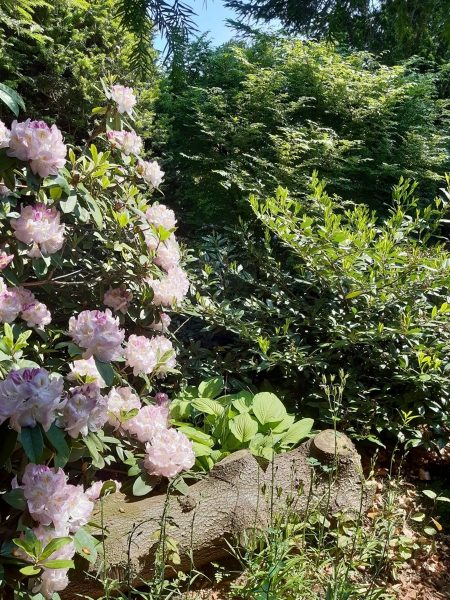 Foto eines Baumstammes, der unter einem blühenden Rhododendron liegt