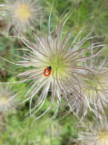Foto eines Marienkäfers – ein Symbol für das empfundene alltägliche Glück in diesem Garten.