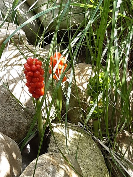 Foto des Arum Italicum, das einen kräftigen Farbklecks im Garten setzt.