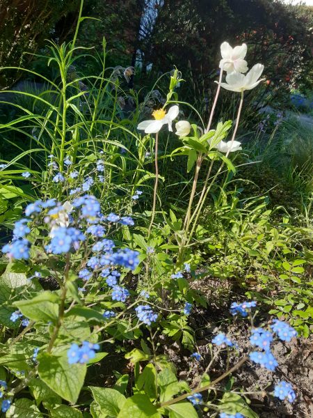 Foto von Anemonen und Vergissmeinnicht