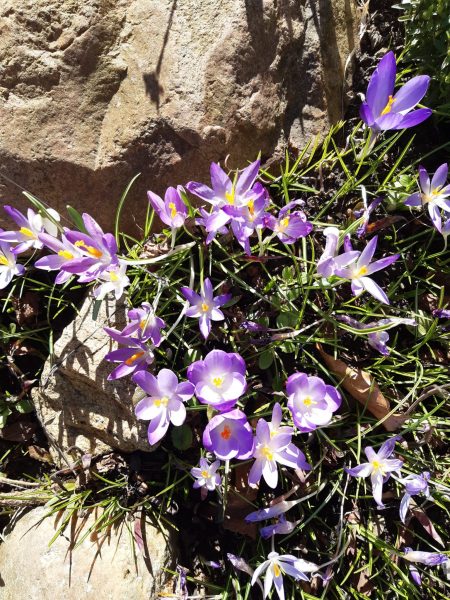 Fotos von Krokussen in Blüte