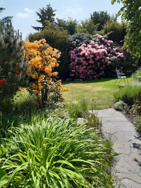 Foto vom Garten - Rhododendron und Azalee in voller Blüte