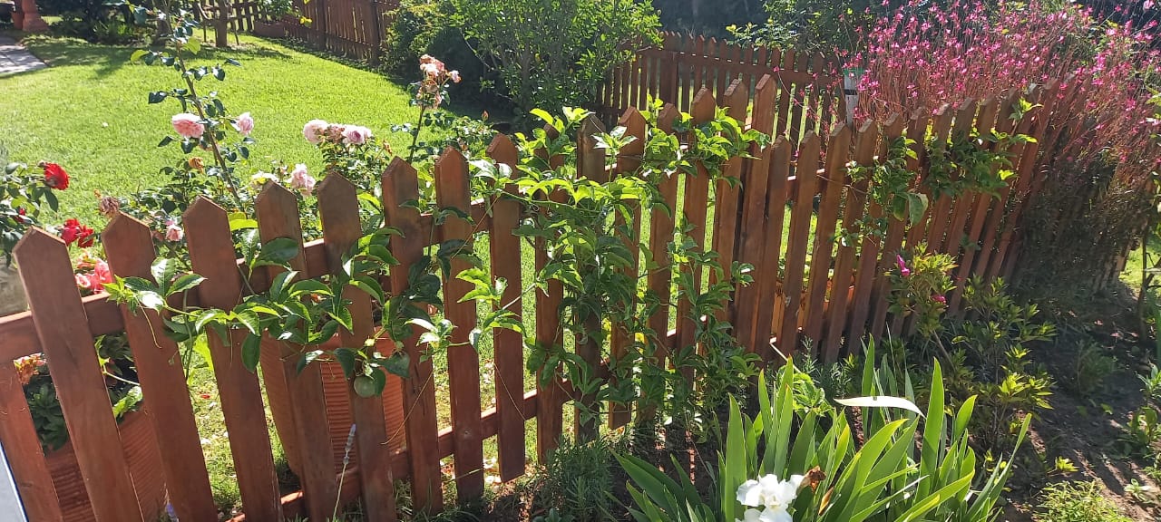 A granadilla plant crawls along the wooden fence and provides for a delicious little crop of fruit.