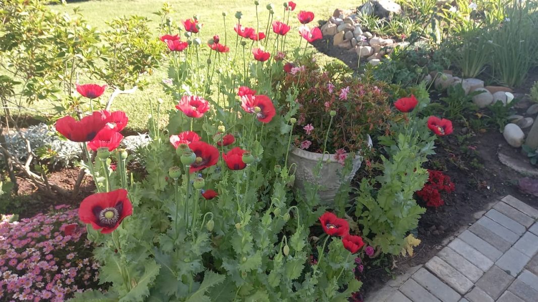 Poppies providing a splash of colour in spring.