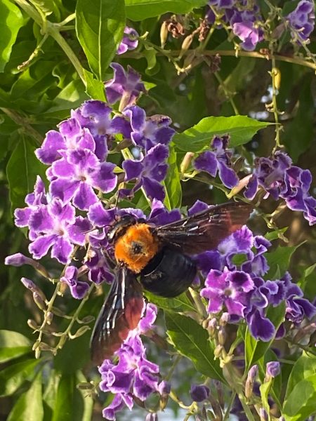 The small Durante Erecta tree close to the house attracts many bumblebees.