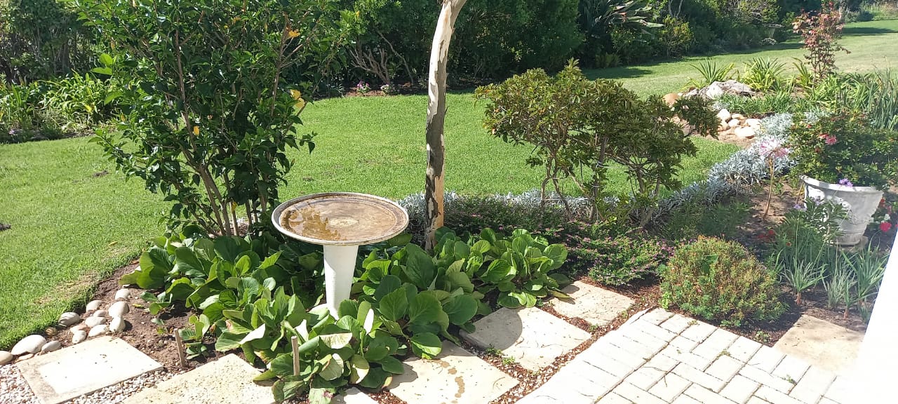 The bird bath directly in front of the verandah attracts a variety of birds for a daily wash.