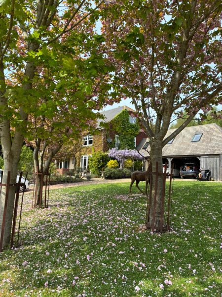 Photos of the blossoms of spring on the driveway and the Wisteria arches near the kitchen