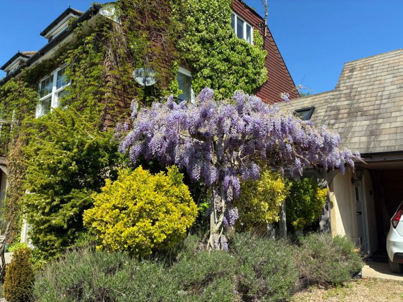 Photo of the delightful Wisteria in blossom outside the kitchen.
