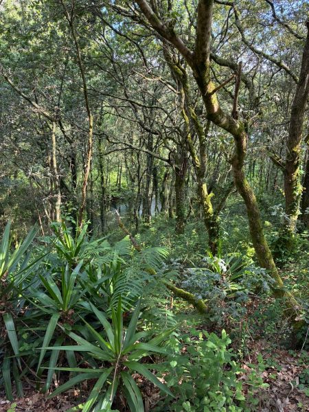 The joys of nature and the vegetation on the property