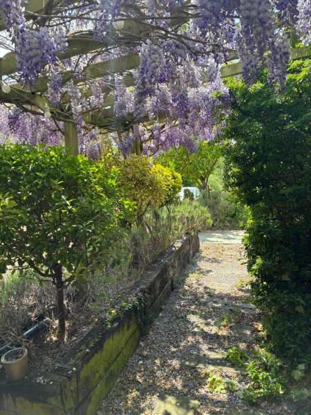 Photo of the delightful Wisteria in blossom outside the kitchen.