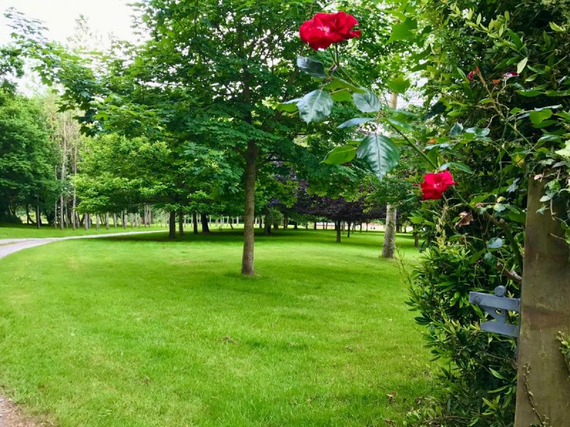 Photo of the curved driveway and entrance to the property now aligned by established trees.