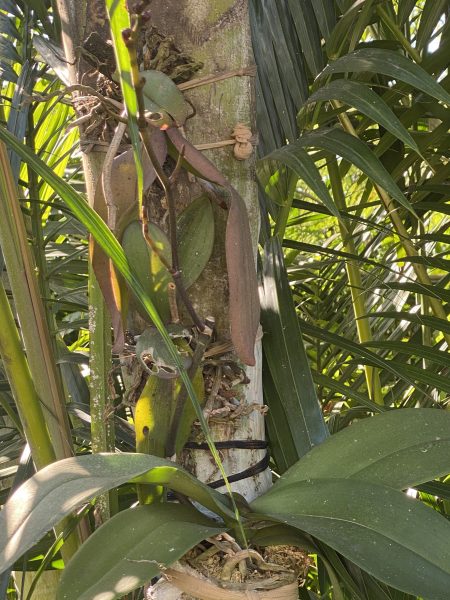 Photo of orchids living symbiotically on a palm tree