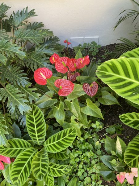 Photo of red anthuriums in bloom