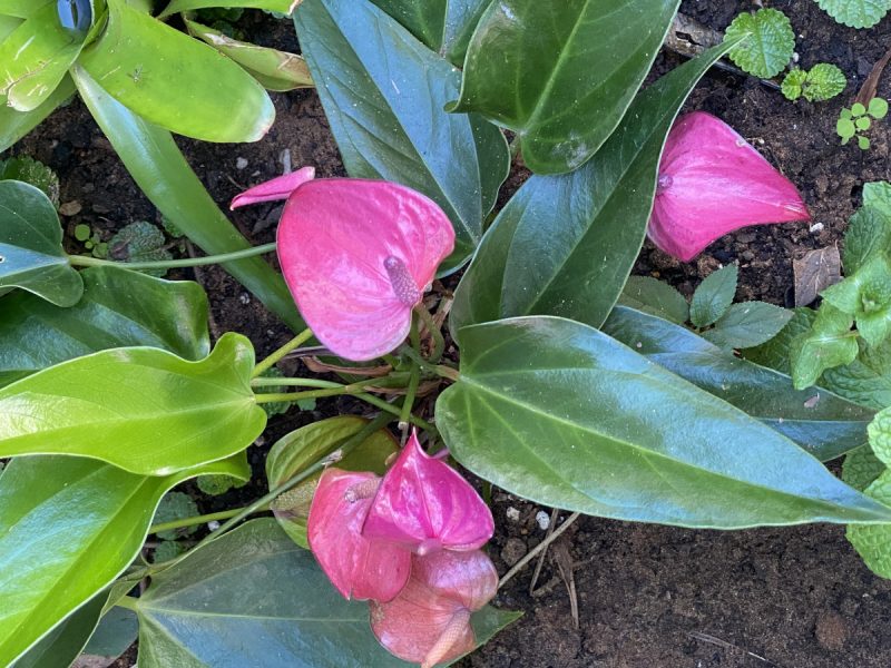 Photo of pink anthuriums in bloom