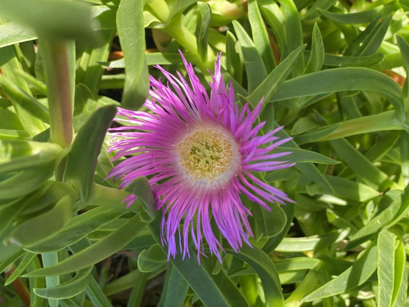 Photo of an ice plant or sour fig