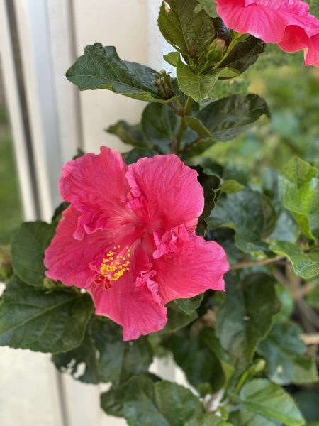 Photo of a blossoming hibiscus