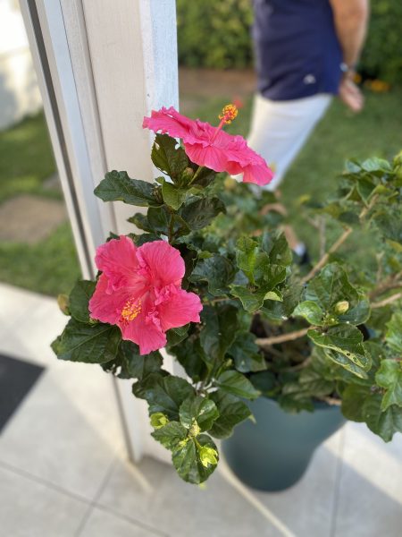 Photo of a blossoming hibiscus on the verandah