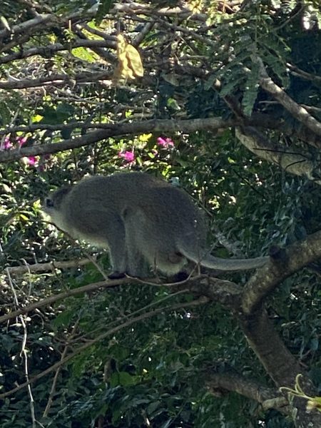 Photo of a monkey in the garden vegetation